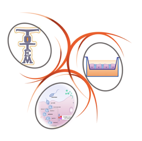 TOTEM   TOxicologie Testiculaire ex vivo de Micropolluants