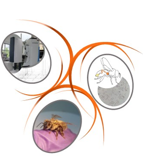 Logo Apinose